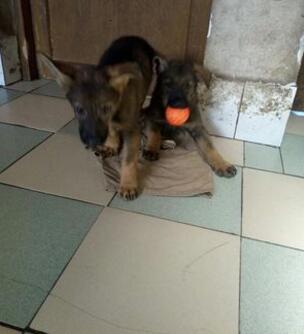 红河州建水狗场常年卖纯种昆明犬昆明犬聪明好