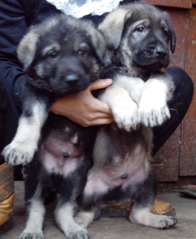 湖北思施买昆明犬 养狗场出售昆明犬直销昆明犬