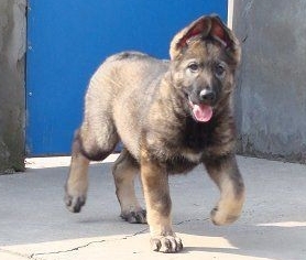 海南买昆明犬 海口买昆明犬 犬场昆明犬出售