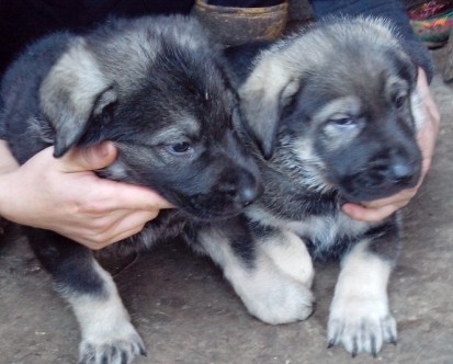 昭通哪里买狗好 昭通宠物市场 昭通哪里能买到