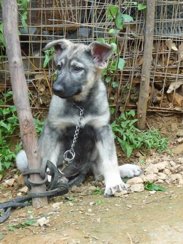 百色哪里买狗好 百色宠物市场 百色哪里能买到