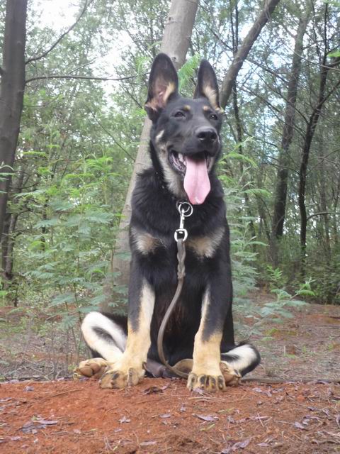 驻马店哪里买狗好 驻马店宠物市场 驻马店哪里