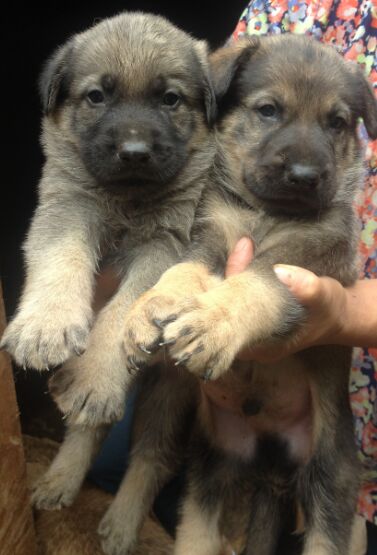 广西哪里买昆明犬 南宁哪里买昆明犬 养犬场买昆明犬