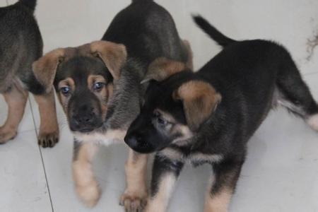 山西运城买昆明犬 养犬场昆明犬小狗出售