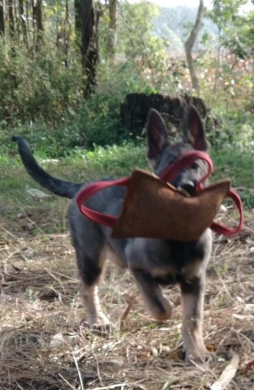 红河州金平狗场昆明犬常年出售