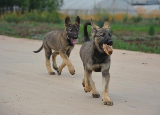 红河州建水狗场昆明犬包纯种健康常年出售