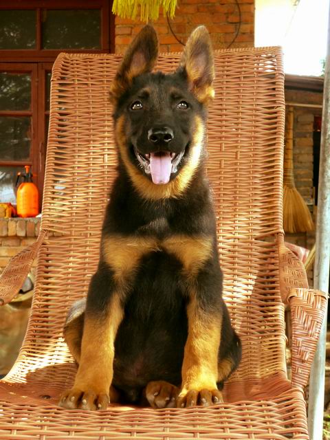 广州哪里买昆明犬 昆明犬专业养殖基地