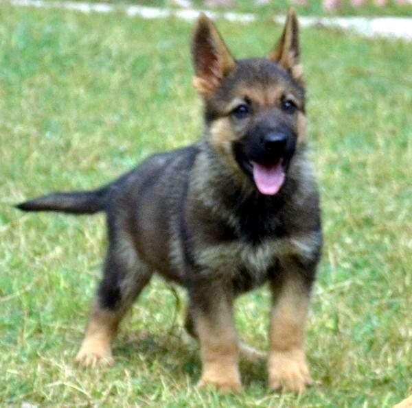 红河州买昆明犬幼犬出售昆明犬小狗哪里有卖