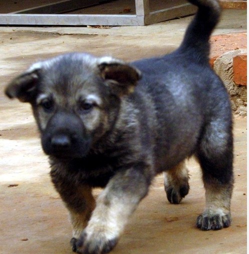 河口县买昆明犬请进 云南本地狗场出售昆明犬