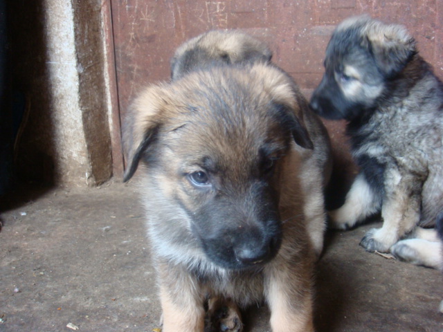 天津买纯种昆明犬 狼青犬 天津买昆明犬的地方