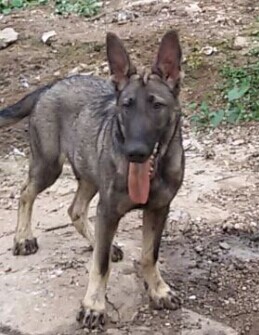 天津买纯种昆明犬 狼青犬 天津买昆明犬的地方