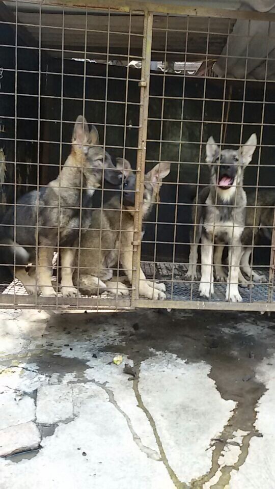 北京买纯种昆明犬 狼青犬