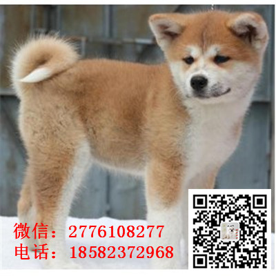 东城哪里有卖秋田犬 日系日本秋田犬多少钱 忠