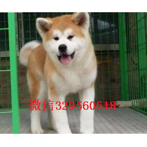 辽宁大连转让纯正血统秋田犬品相好保健康专业