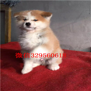 黑龙江鸡西犬舍出售赛级忠犬秋田犬品相好保健