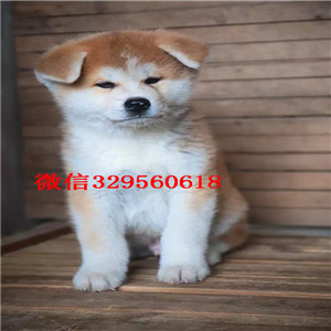 山西朔州哪里有卖忠诚老实秋田犬品相好保健康