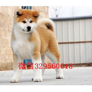 佛山哪里卖泰迪便宜 佛山哪里卖秋田 佛山秋