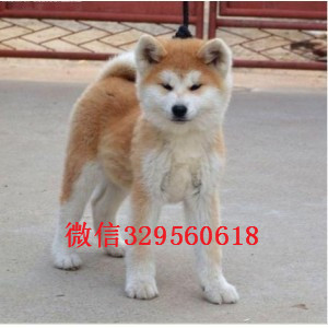  佳木斯哪里有纯种秋田犬出售 秋田犬是不是很