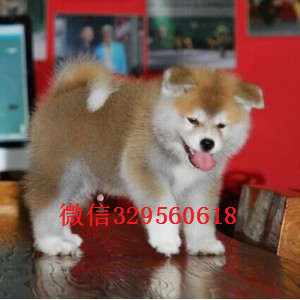 哪里出售秋田犬 秋田犬大概多少钱一只