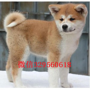 淮北纯种秋田犬出售精品纯种日系笑脸秋田幼犬