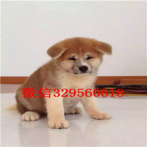 镇江哪里有卖秋田犬精品纯种日系笑脸秋田幼犬