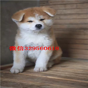 鸡西纯种秋田犬出售出售美系秋田犬日系赛级秋