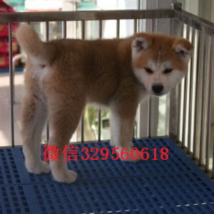 平顶山哪里有卖秋田犬出售美系秋田犬纯种秋田