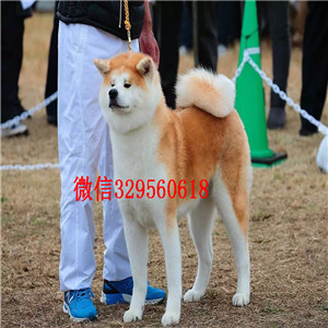 哈尔滨哪里有卖秋田犬精品纯种日系笑脸秋田幼