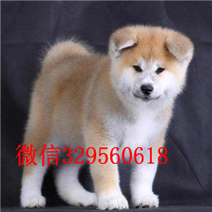甘孜哪里有卖秋田犬出售美系秋田犬日本秋田犬