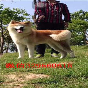 合肥纯种秋田犬出售精品纯种日系笑脸秋田幼犬