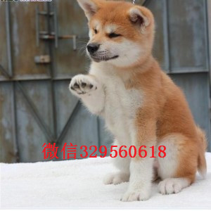厦门秋田犬多少钱一只出售纯种日系秋田犬幼犬
