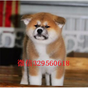 淮北秋田犬多少钱一只出售纯种日系秋田犬幼犬
