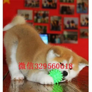 大连纯种秋田犬有卖纯种赛级秋田多少钱纯种秋