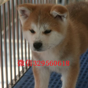 四平秋田犬多少钱一只出售纯种日系秋田犬幼犬