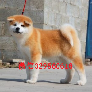 日照哪里出售日系秋田犬幼犬出售纯种日系秋田