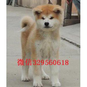 鹤岗高品质秋田犬证书齐全忠犬八公同款日系秋