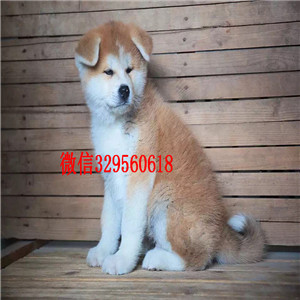 平顶山哪里出售日系秋田犬幼犬忠犬八公同款日