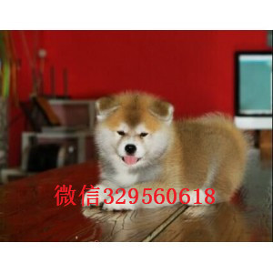 甘孜秋田犬多少钱一只出售纯种日系秋田犬幼犬纯种双血统秋田犬秋田犬多少钱一只