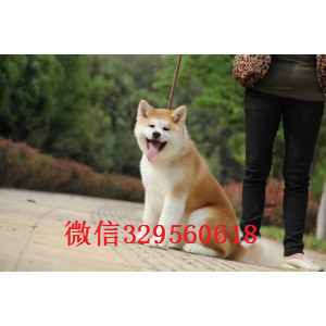 佳木斯秋田犬多少钱一只忠犬八公同款日系秋田