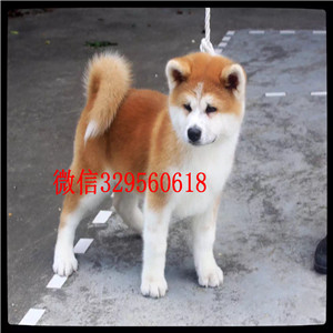 黔东南高品质秋田犬证书齐全出售纯种日系秋田