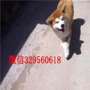 佛山高品质秋田犬证书齐全忠犬八公同款日系秋