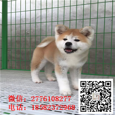 哈尔滨哪里有纯种健康的秋田犬出售 秋田忠犬