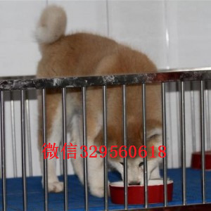 枣庄哪里有卖秋田犬秋田犬能长多大精品秋田犬