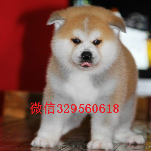 哈尔滨哪里有出售秋田的，多少钱一只秋田犬