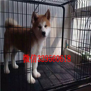 漯河哪里有卖秋田犬秋田犬犬舍双血统秋田日本