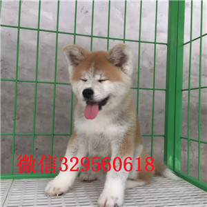 汕头哪里卖秋田犬  汕头秋田犬出售  秋田犬多