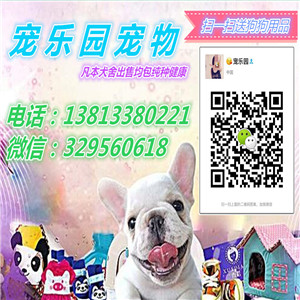  周口哪里有秋田犬出售 日系秋田忠犬八公 秋