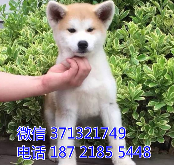 秋田犬出售白色 大型犬日本秋田 哈尔滨犬舍基