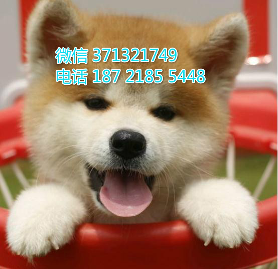 秋田犬出售纯种 厦门秋田犬幼犬 大型犬 公母