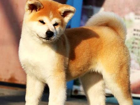 长沙宠物狗犬舍出售纯种秋田犬狗市场在哪卖狗